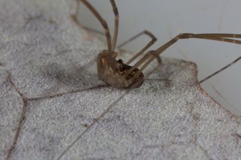 Media type: image; Invertebrate Zoology 133381   Description: live specimen;